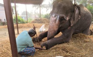 Service or visa misuse: A story of foreigners’ involvement in animal care in Nepal and subsequent threats