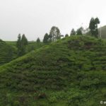 Ilam tea industries to shut down amid Indian export blockade