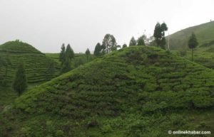 Ilam to host 12-day tourism festival from December 20