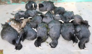 24 migratory birds found dead in Nepal’s reservoir