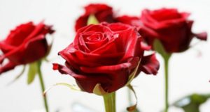 Nepal to import roses worth Rs 15 million for Valentine’s Day