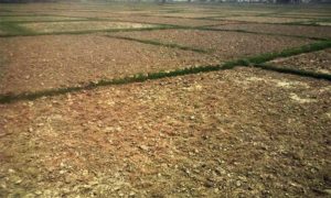 New law’ll fine owners if they keep arable land uncultivated for three years