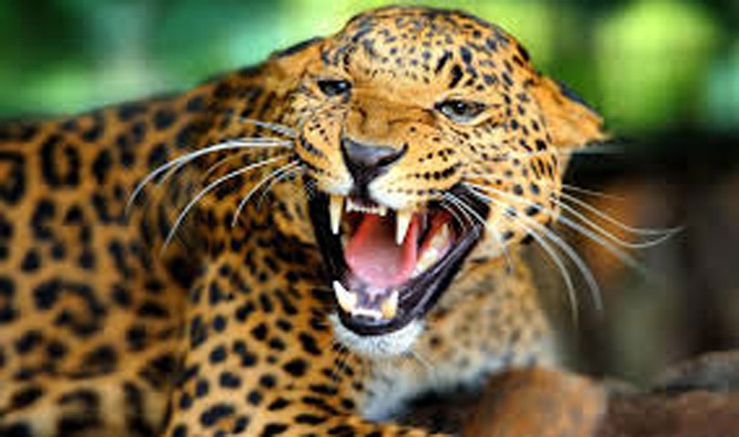 File: A leopard
leopard attacks
