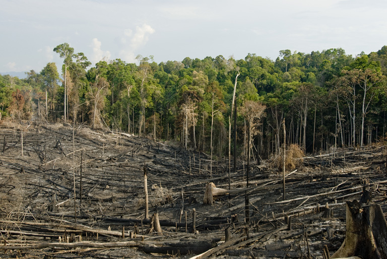 how-many-trees-make-a-forest-onlinekhabar-english-news