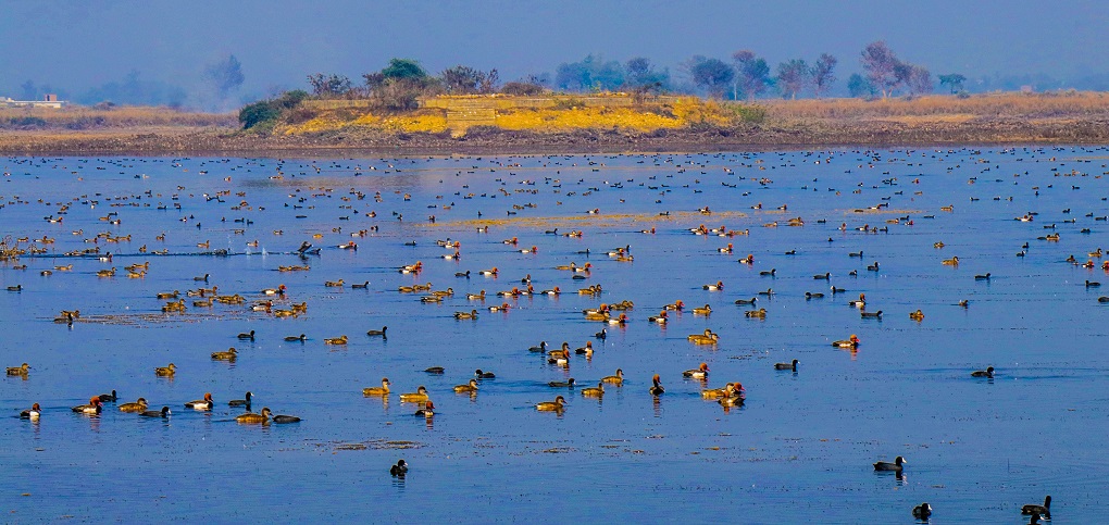 wetlands day and migratory birds