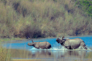 Nepal, in a bid to create a new rhino population, pauses to take stock