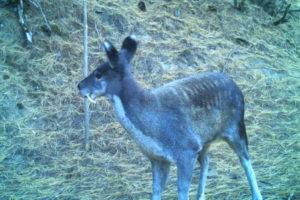 Poop, photos and genes: Evidence extends Kashmir musk deer’s presence to Nepal