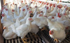 Nepal poultry entrepreneurs complain of ‘unfair shakeout’ after 1st bird flu death