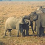 Two calves born at chitwan’s elephant breeding centre, six more expected soon