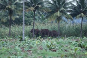 Death toll reaches 72 in human-elephant conflicts in 15 yrs in Jhapa