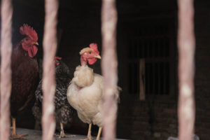 Nepal records ‘first human death’ from bird flu