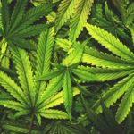 Indian national arrested with 8kg marijuana at TIA