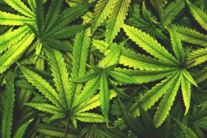 Should we follow Canada’s footsteps in legalising marijuana?