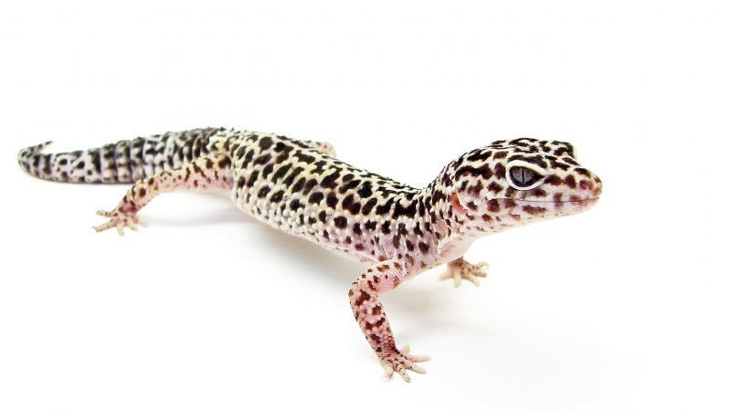 Common leopard gecko found in Nepal for the first time