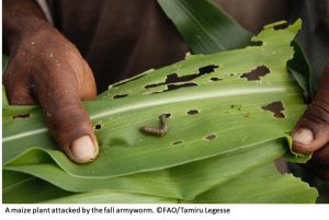 Fall armyworms have come to Nepal from America, and they can trouble maize farmers here