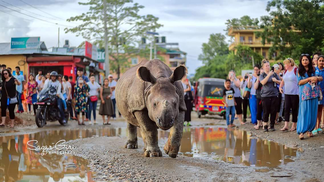 Keeping stray rhinos safe is a challenge on fringes of Nepal park