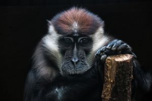 From over 100,000 species assessments in IUCN update, zero improvements