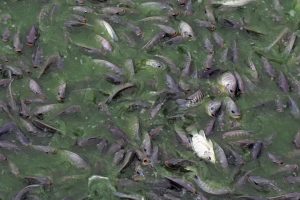 Bangladesh’s polluting fish farms
