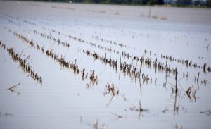 Climate change is affecting crop yields and reducing global food supplies
