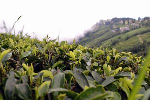Can climate-resilient clones save Darjeeling tea?
