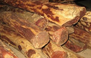 Red sandalwood smuggling surfaces again in Kathmandu; police arrest two