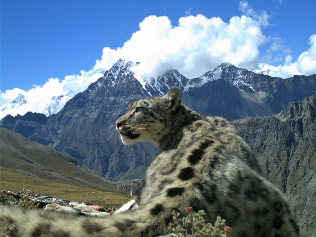 Snow leopard comfortable in its high mountain habitat.  Photo credit: Madhu Chetri.
