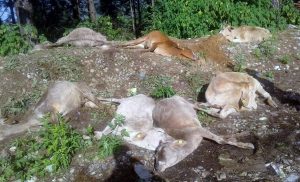 23 cows found dead in Surkhet
