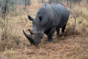 Is the rhino horn trade a cartel? Economic analysis suggests it works like one