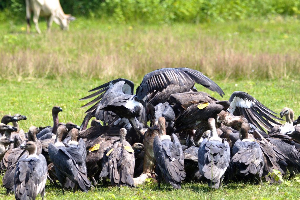 vultures Vulture population