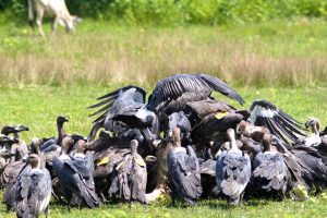 Vulture populations on the rise in Nawalpur