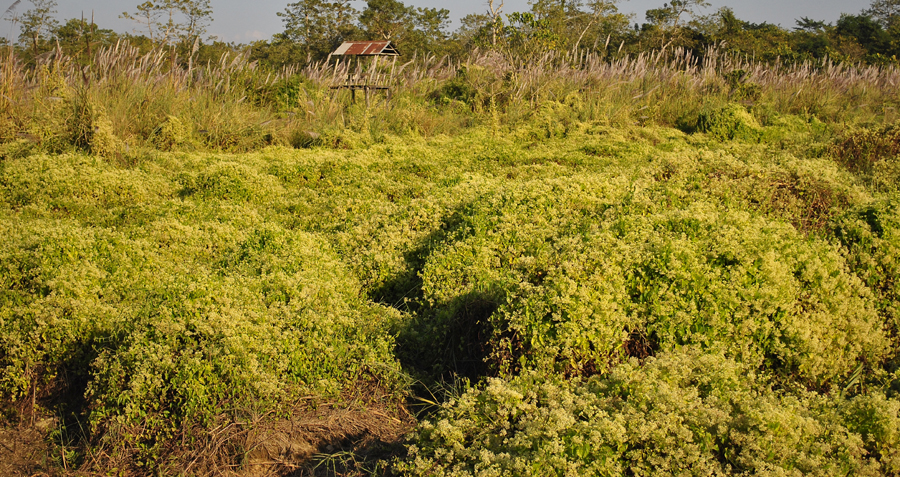 Mikania in Chitwan National Park. Photo: Courtesy Bharat Babu Shrestha