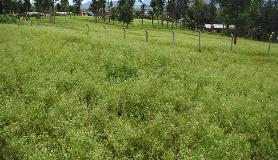 Invasive species Parthenium hysterophorus, native to tropical America, growing in the hills of Surkhet in western Nepal. Photo: Bharat Babu Shrestha