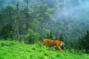 Can the upper Himalayas be the new home for tigers in South Asia?