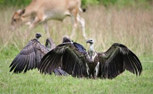 Vulture restaurants instrumental in conserving threatened bird