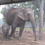 Four new calves at Elephant Breeding Centre this year