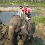 Tourist activity increases in Sauraha