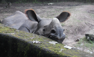 At India’s Assam Zoo, decades of experience lead to rhino-breeding success