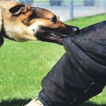 Ten thousand vials of anti-rabies vaccines in stock: Health Ministry