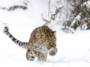 Land of the Big Cats: China and Russia collaborate in comeback