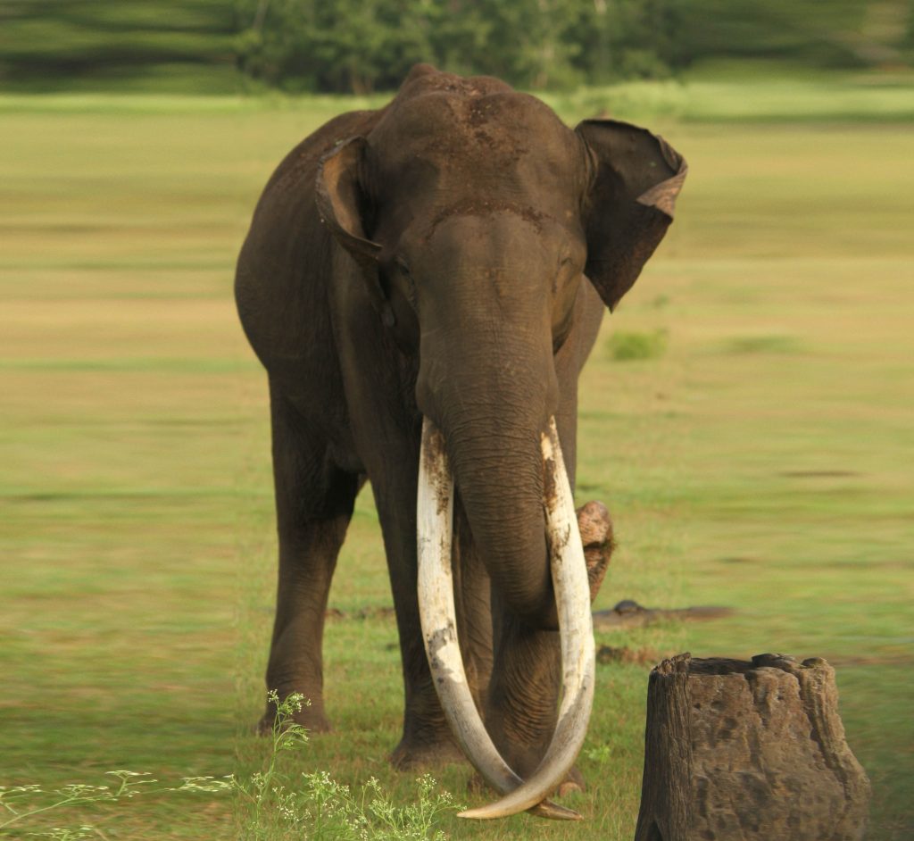 Asiatic Elephant Kabini