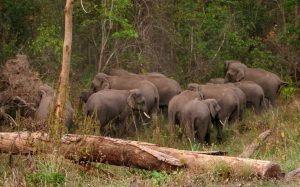 6 killed in wild elephant attacks in five months in Jhapa
