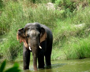 Elephant Day: Why is studying poop important for elephant conservation?