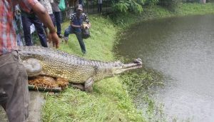 Hope for the gharial in Bangladesh