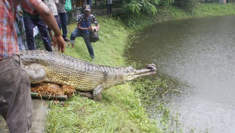 Gharials in Nepal: A story of hope and fear