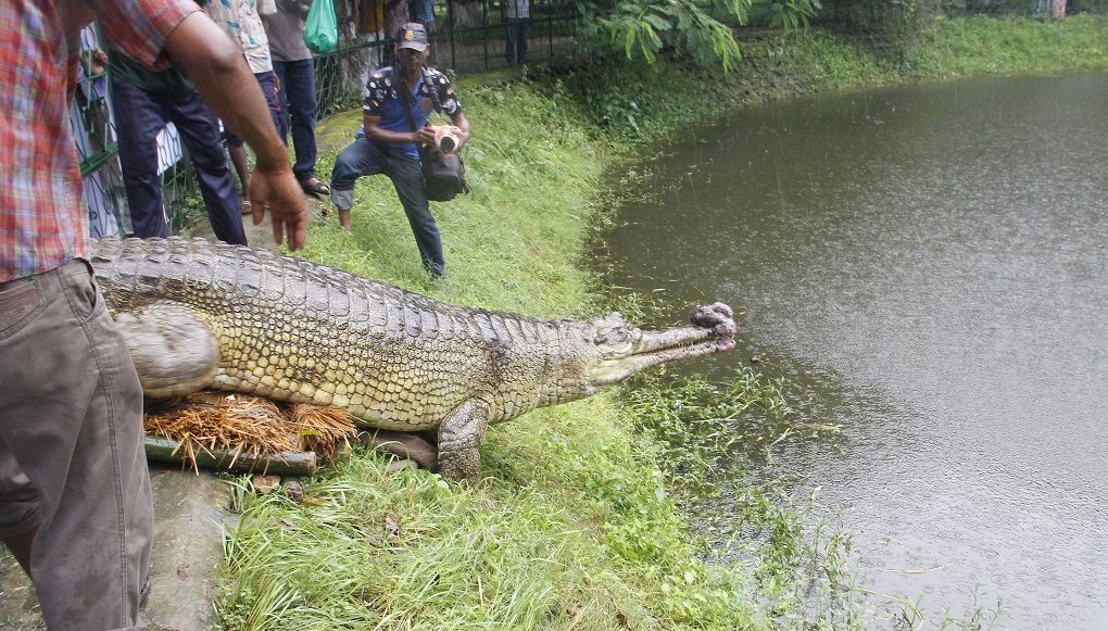 gharials in bank endangered by IUCN