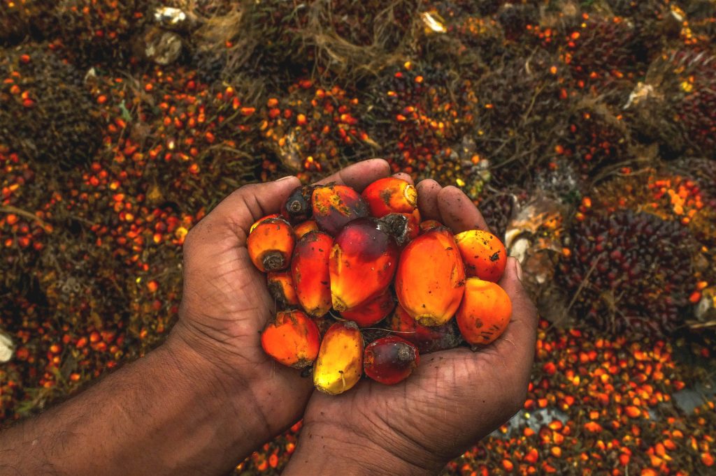 Palm Oil Know more about the pros and cons of Nepal's biggest 'export