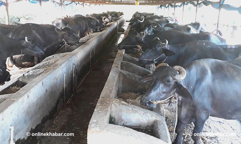 Why everyone needs to worry about first case of malaria parasites in Nepali  buffalos - OnlineKhabar English News