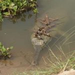 Over 2,300 Gharial crocodiles released in various rivers in 45 years