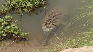 Over 2,300 Gharial crocodiles released in various rivers in 45 years