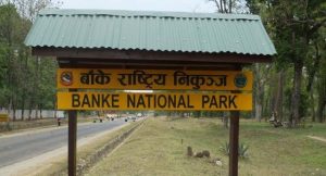 Banke National Park launches jungle safari programme